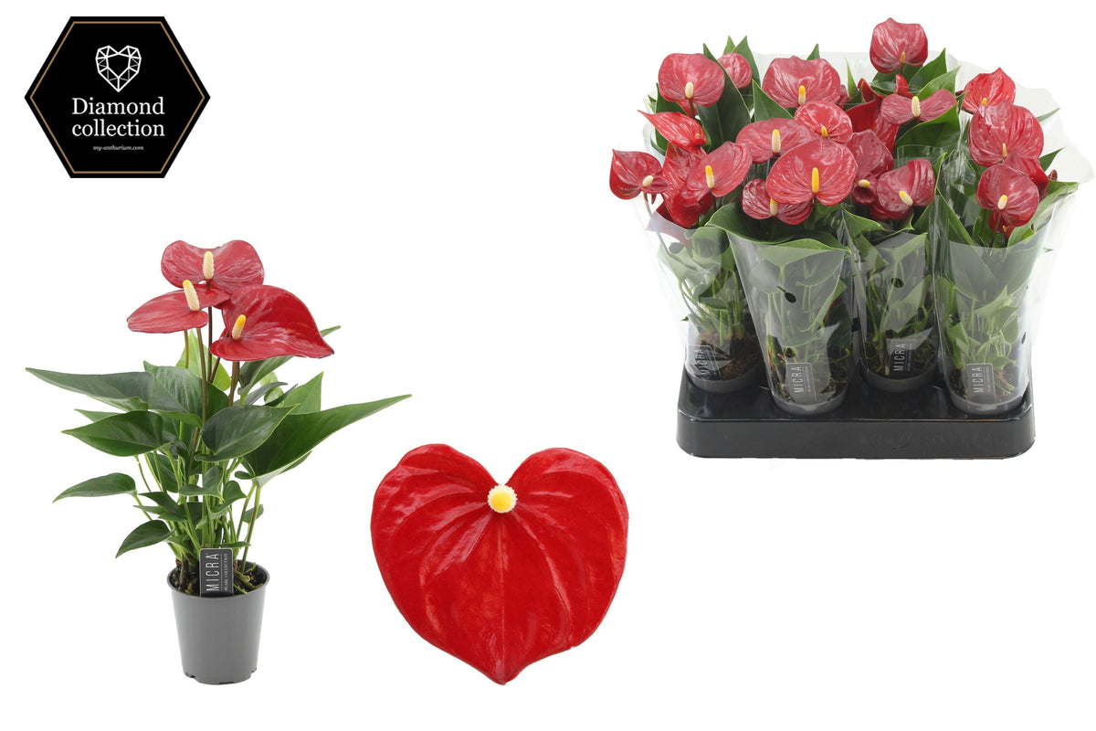 Anthurium Micra 18cm 6cm Pot