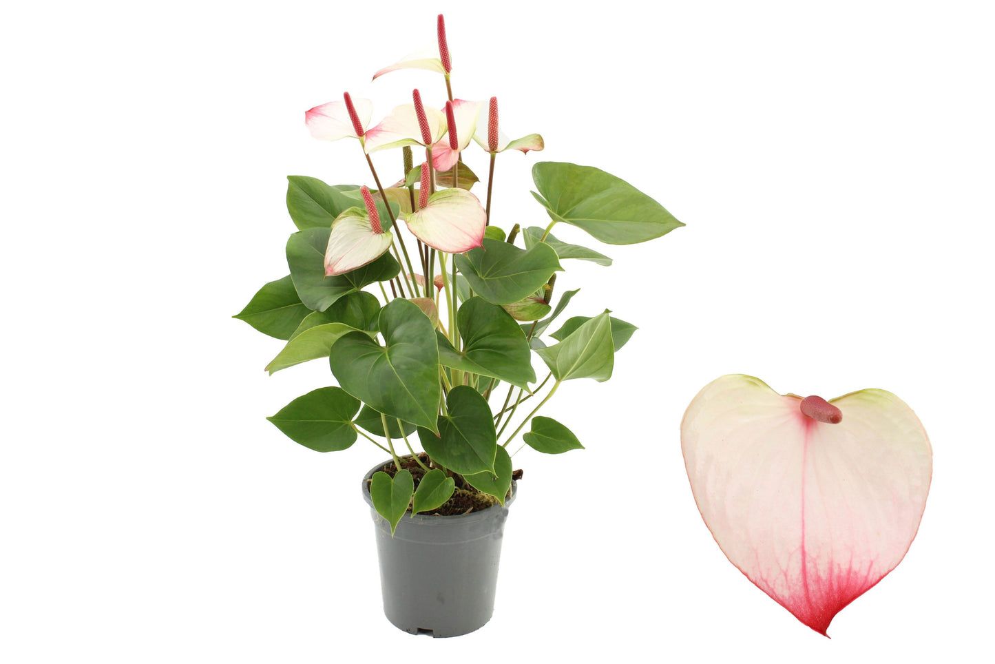 Anthurium Princess Amalia Elegance 60cm 17cm Pot