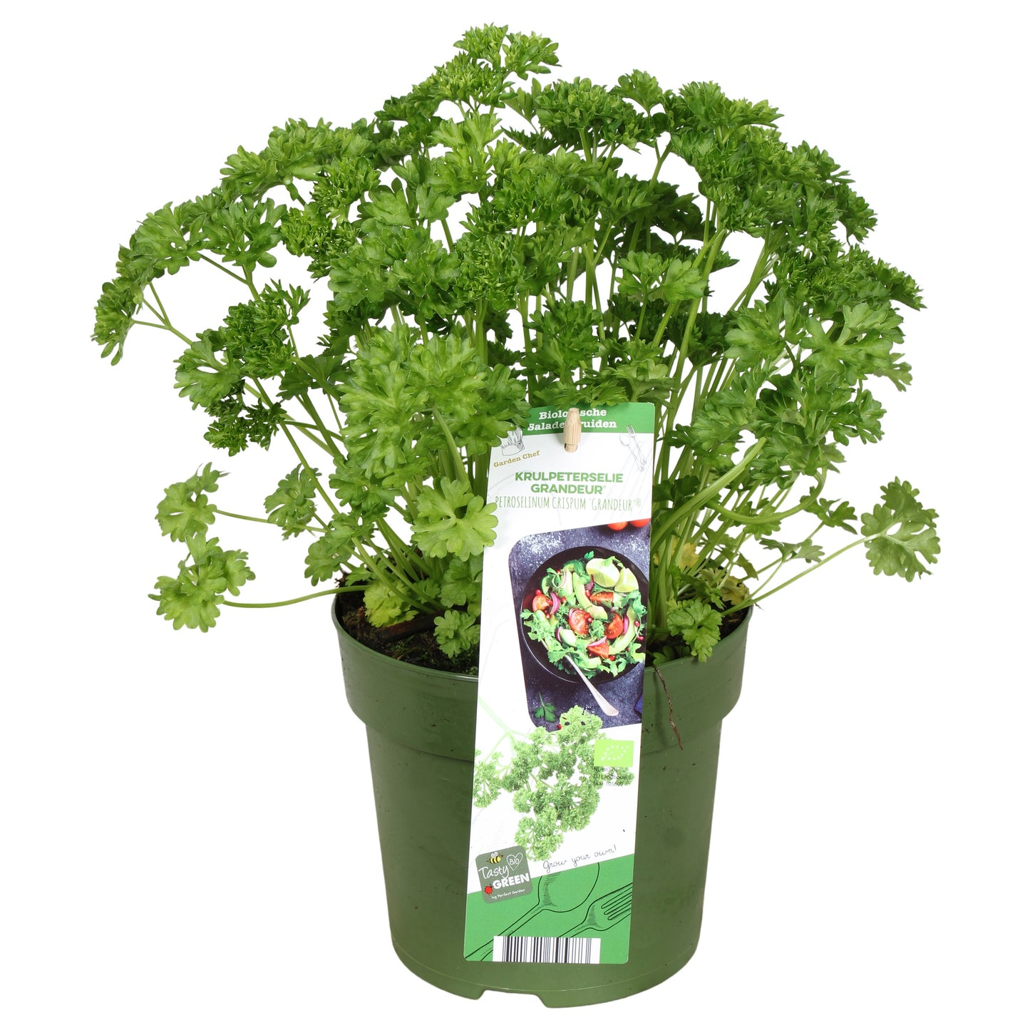 Petroselinum crispum (Parsley) 30cm 14cm Pot