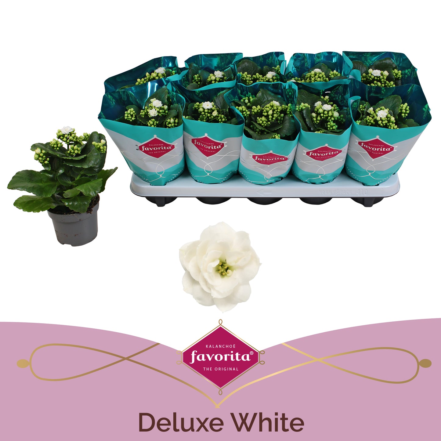 Kal. double white 22cm 10.5cm Pot