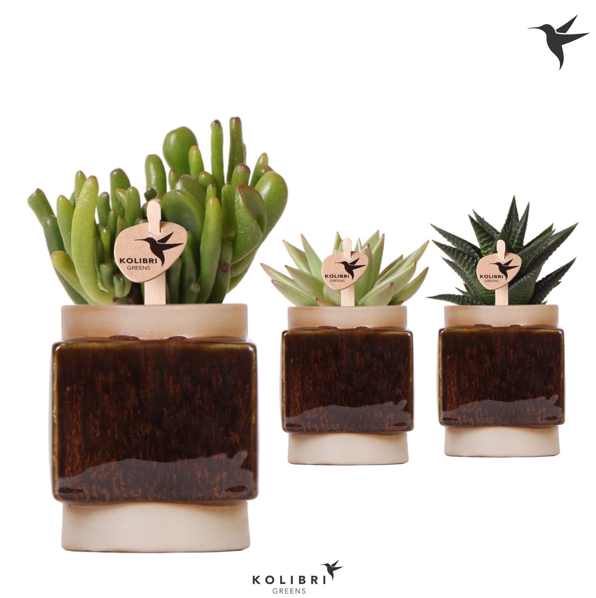 Kolibri Greens Succulents mix 14cm 6cm Pot