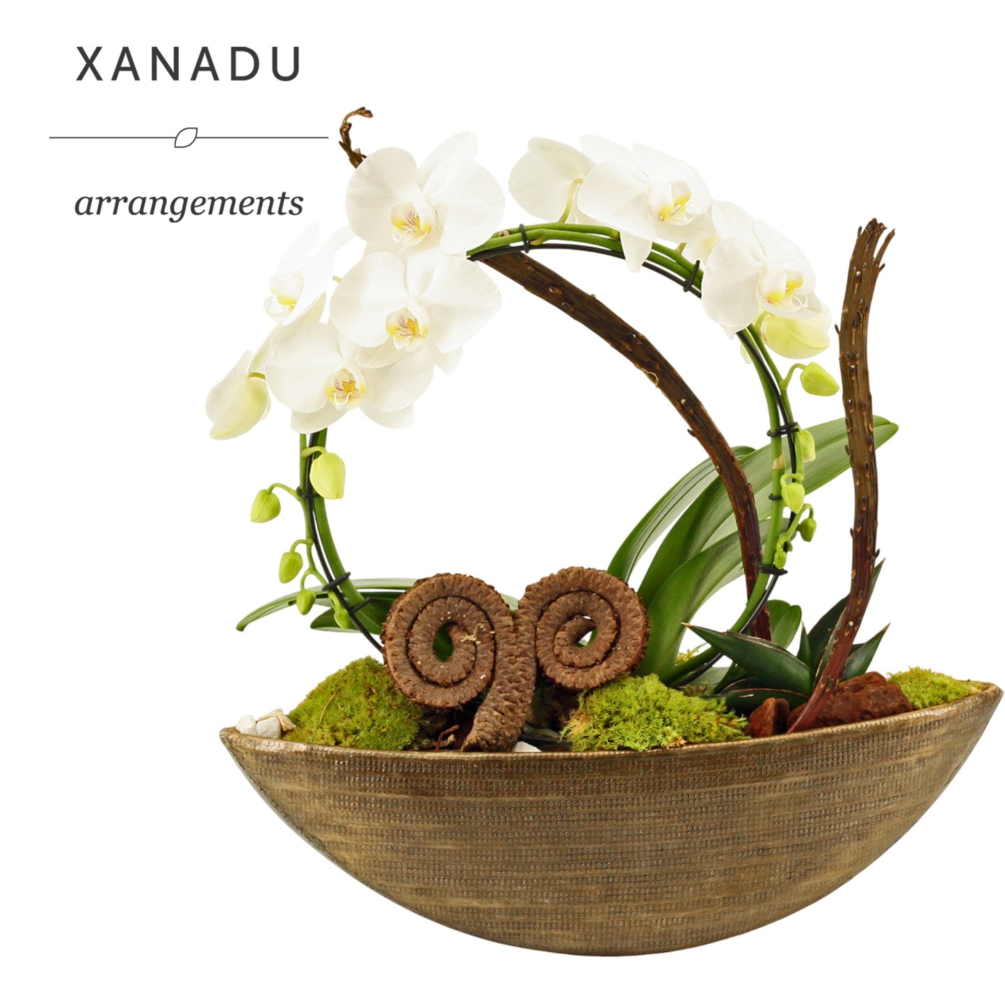 Xanadu Berlin 14cm Pot