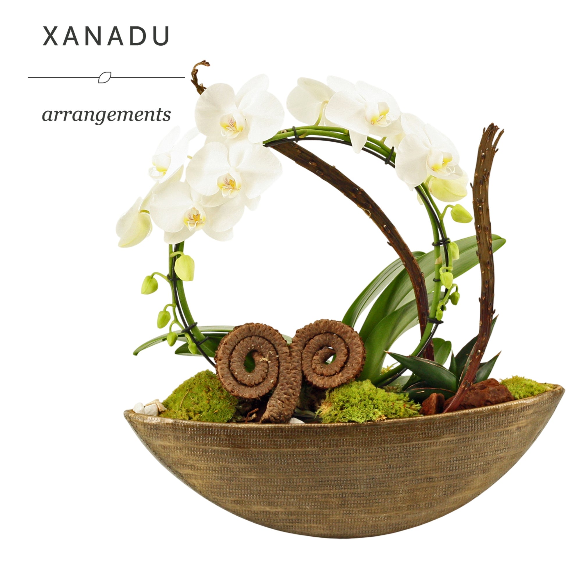Xanadu Berlin 14cm Pot