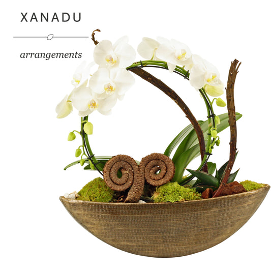 Xanadu Berlin 40cm 14cm Pot