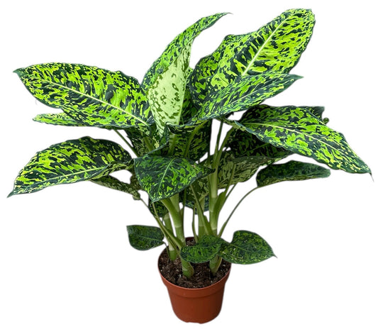 Dieffenbachia Reflector 40cm 17cm Pot