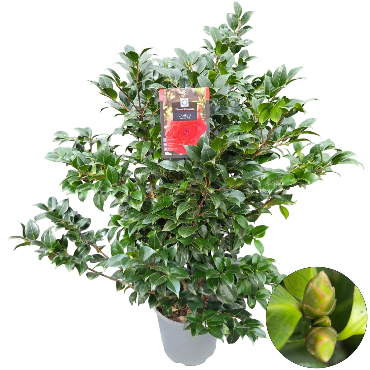 Camellia japonica 120cm 29cm Pot