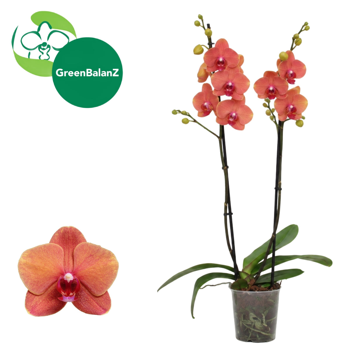 Phalaenopsis orange 55cm 12cm Pot