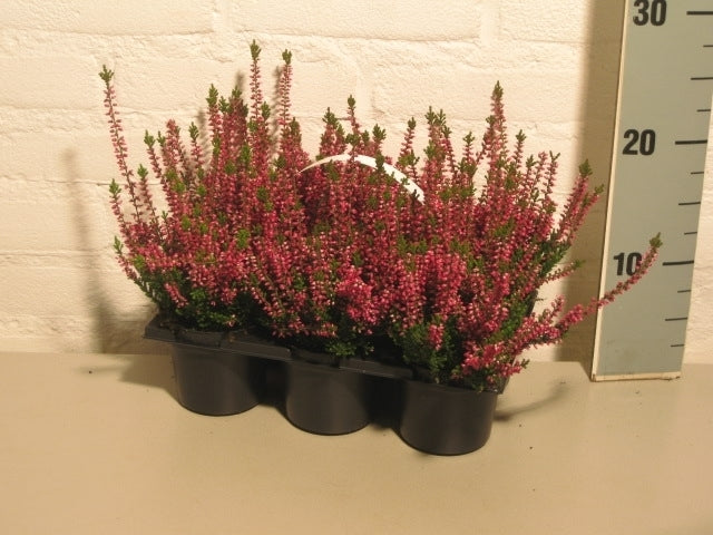 Calluna Beauty Ladies pink 6-pack 12cm 9cm Pot