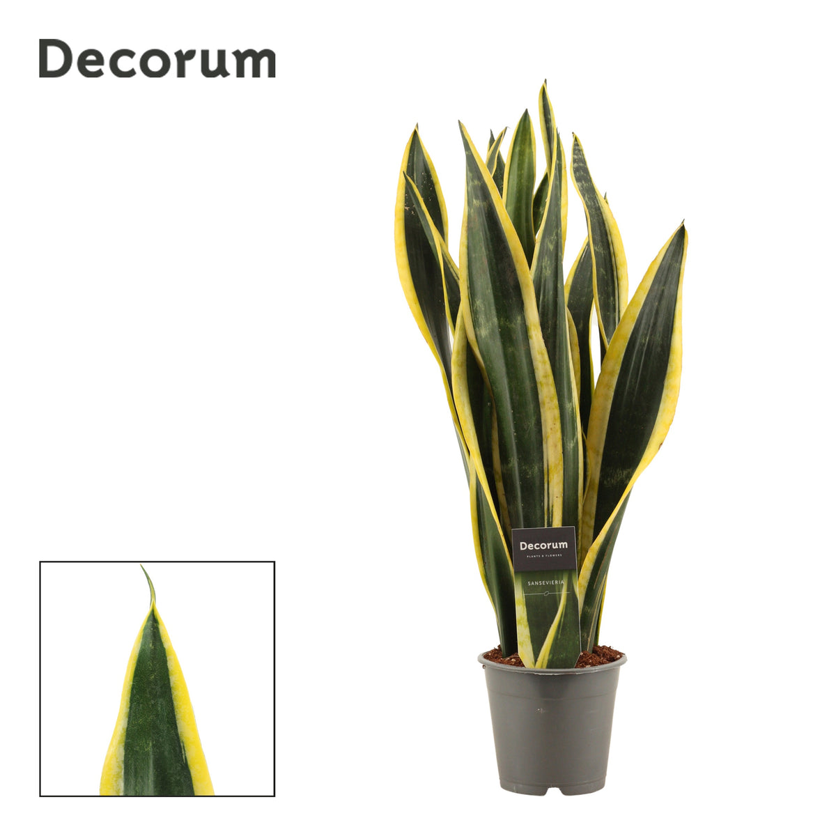 Sansevieria Black Gold 48cm 12cm Pot