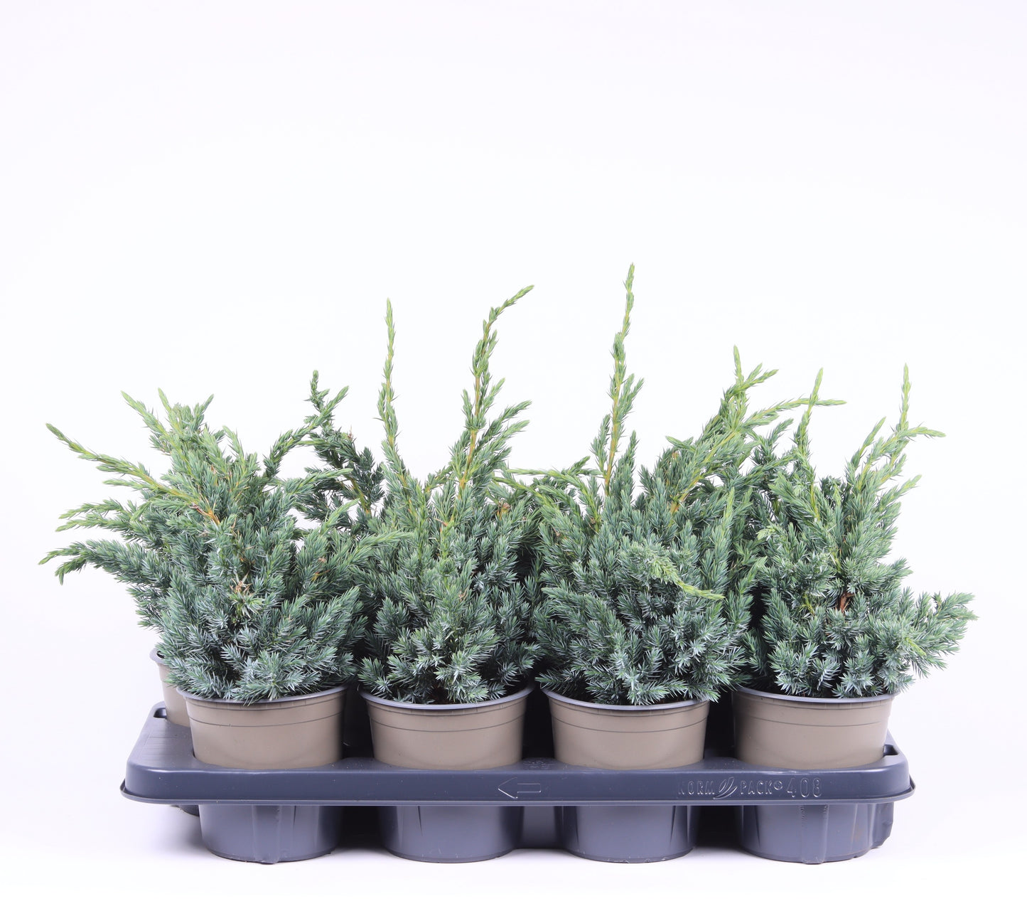 Juniperus Meyeri 35cm 13cm Pot