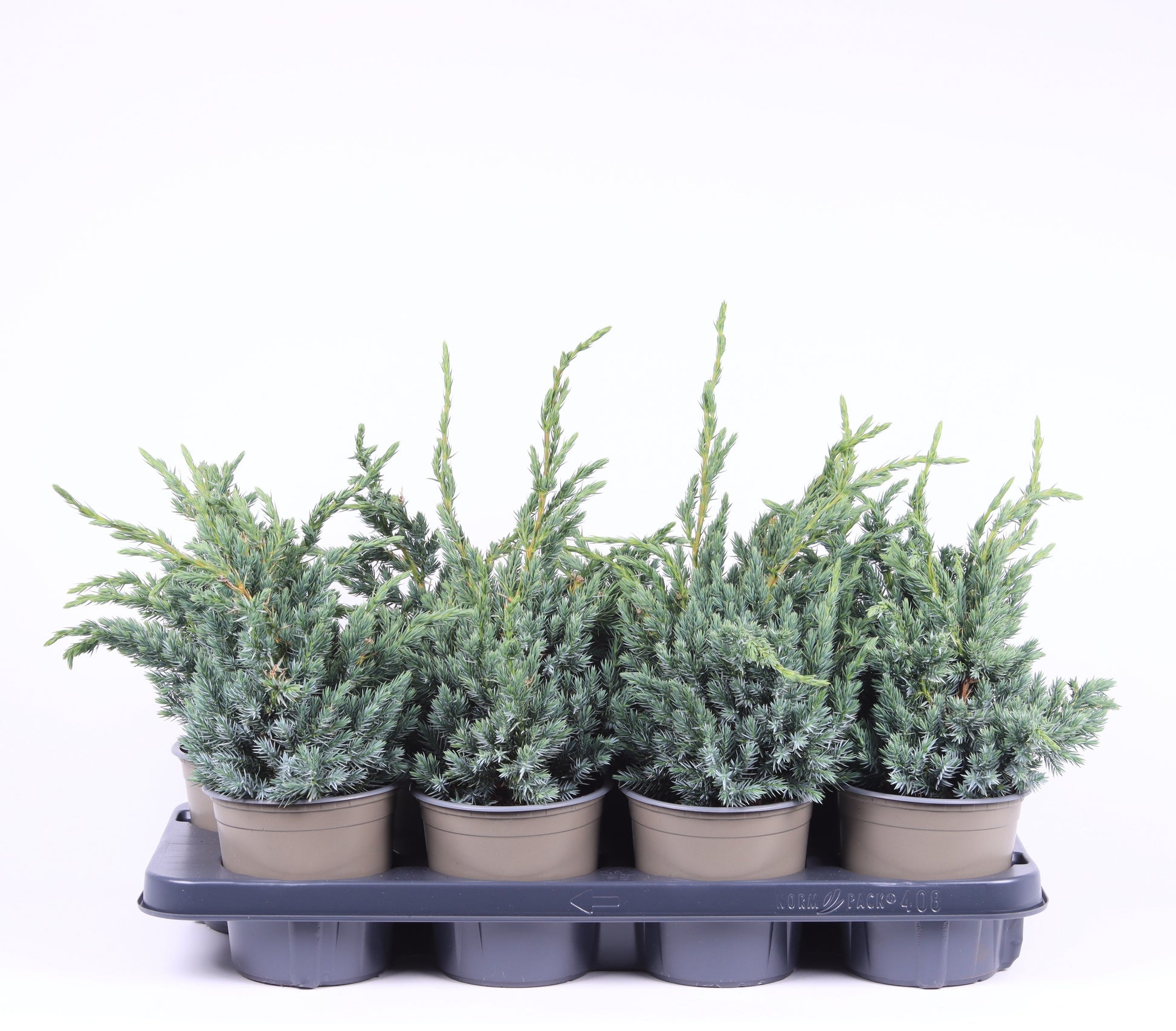 Juniperus Meyeri 35cm 13cm Pot