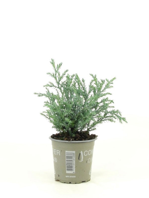 Bloemendaal, Fa.Kw. Chamaecyparis Baby Blue Pack of 18