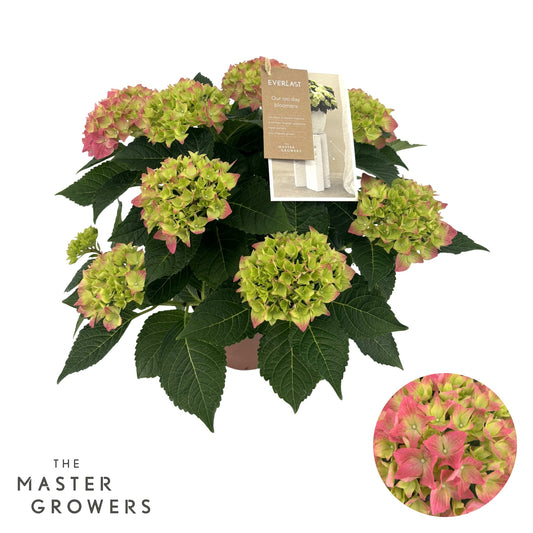 Hydrangea macr. Hi Everlast pink 40cm 14cm Pot