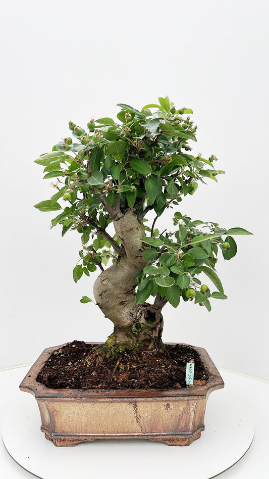 Bonsai Metasequoia Forest 60cm 26cm Pot