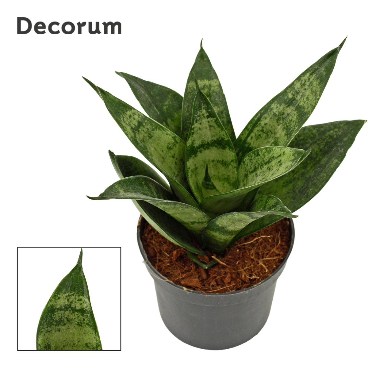 Sansevieria Hahnii 15cm 9cm Pot