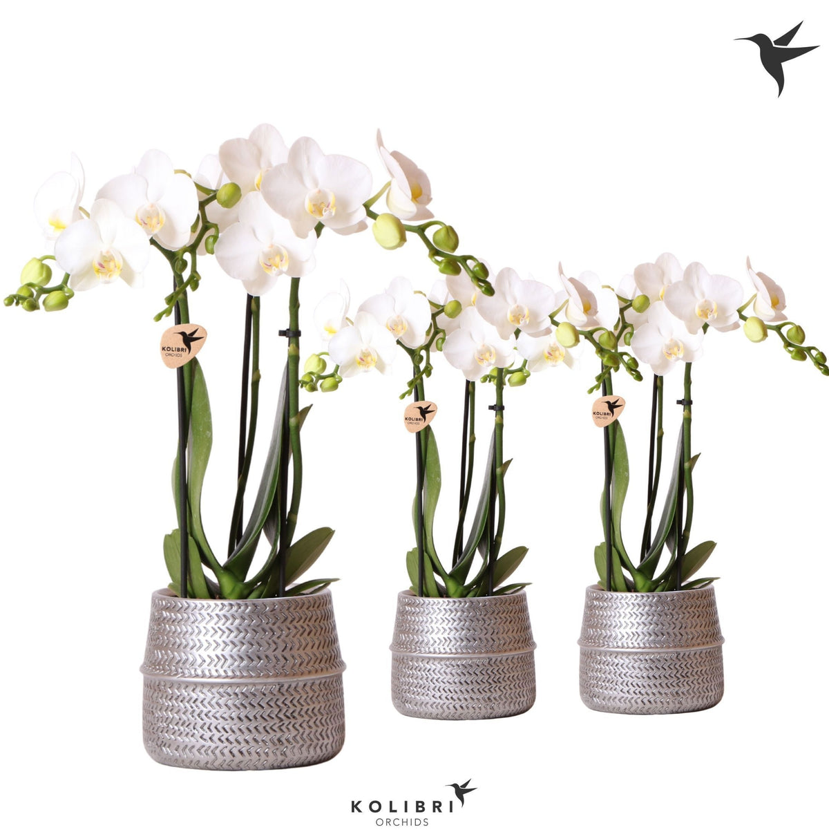 Phalaenopsis multiflora white 40cm 9cm Pot
