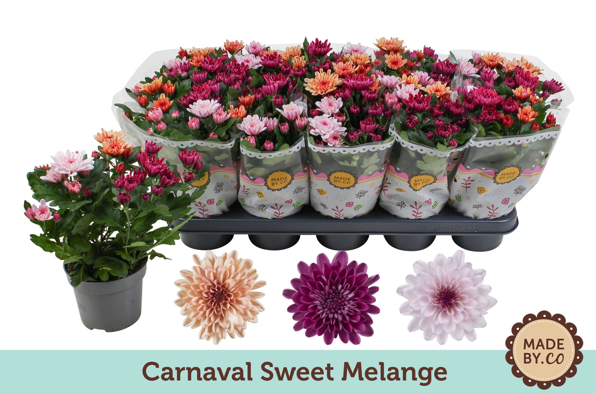 Chrysanthemum Sweet carnaval 25cm 12cm Pot