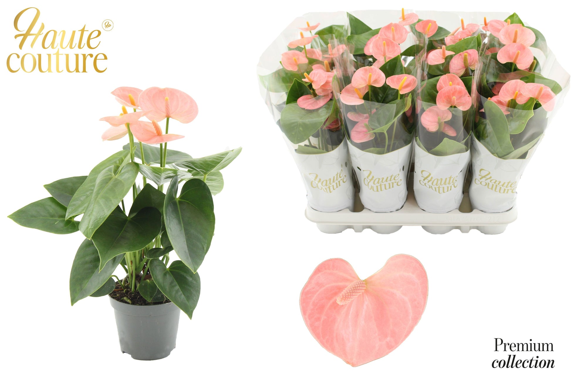 Anthurium Spirit 29cm 9cm Pot