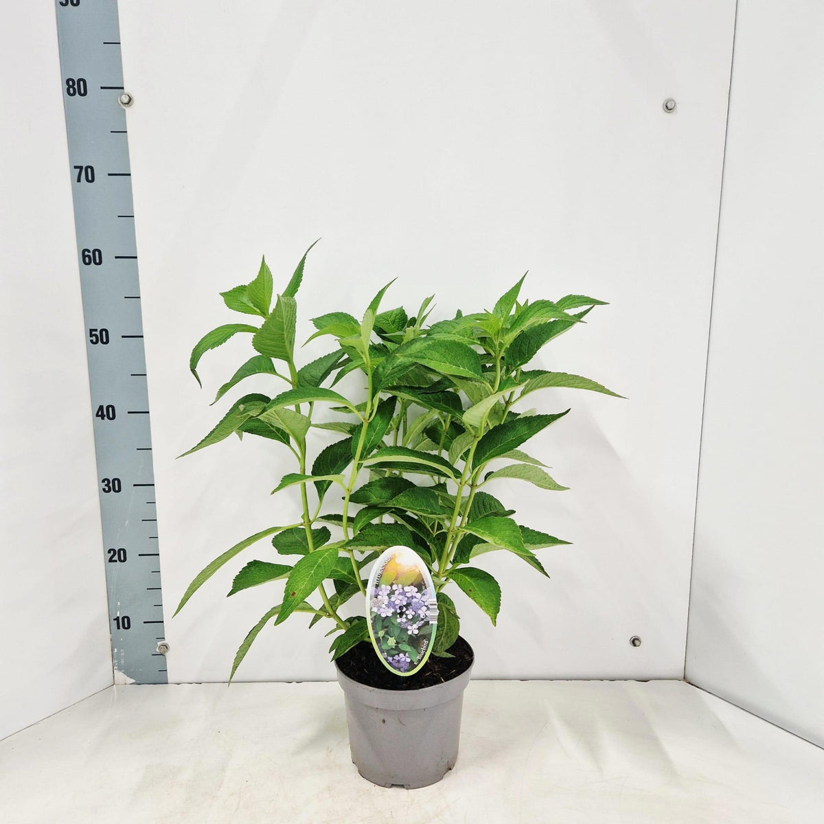 Hydrangea ser. Bluebird 55cm 17cm Pot