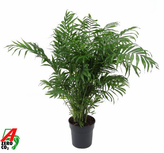 Chamaedorea elegans 80cm 21cm Pot