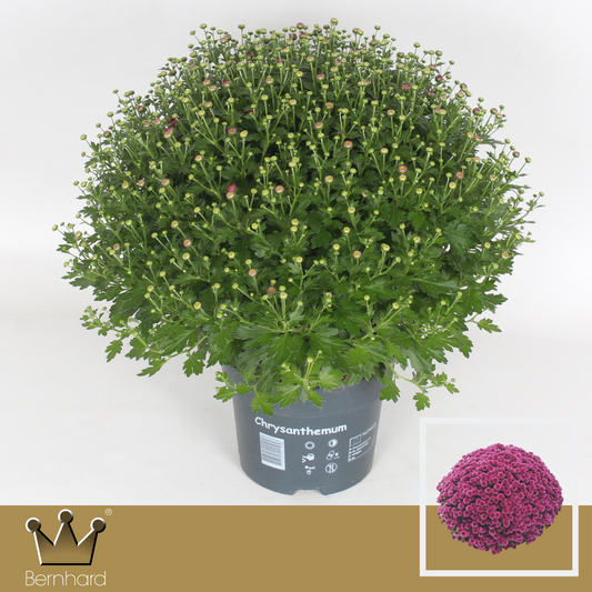 Chrysanthemum Jasoda Mauve 40cm 19cm Pot