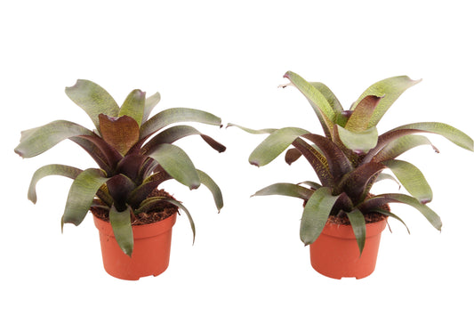 Vriesea 40cm 12cm Pot