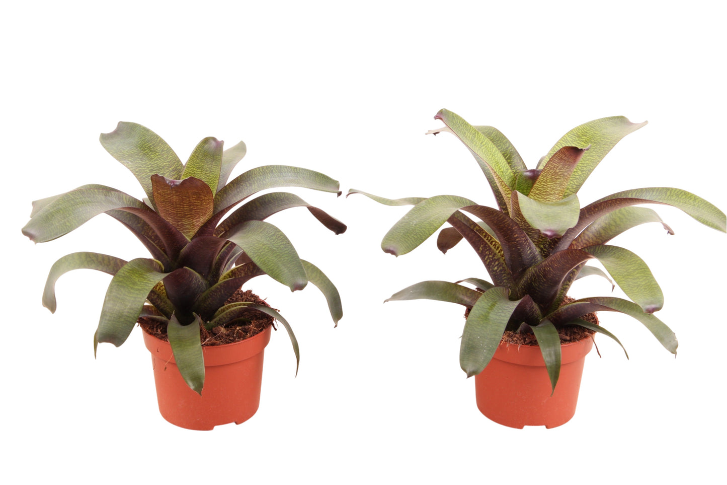 Vriesea 40cm 12cm Pot