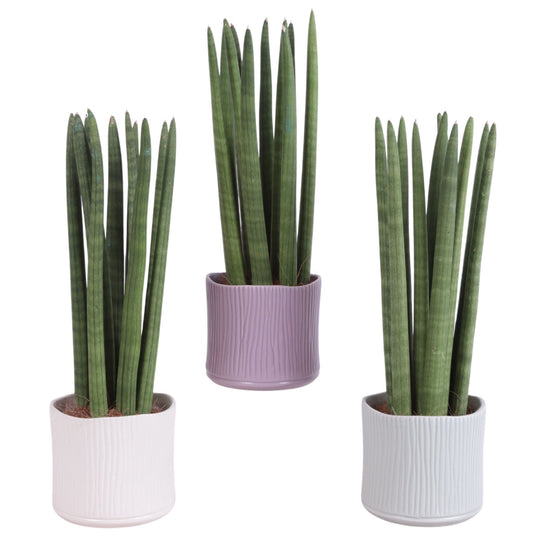 Sansevieria cylindrica 35cm 13cm Pot