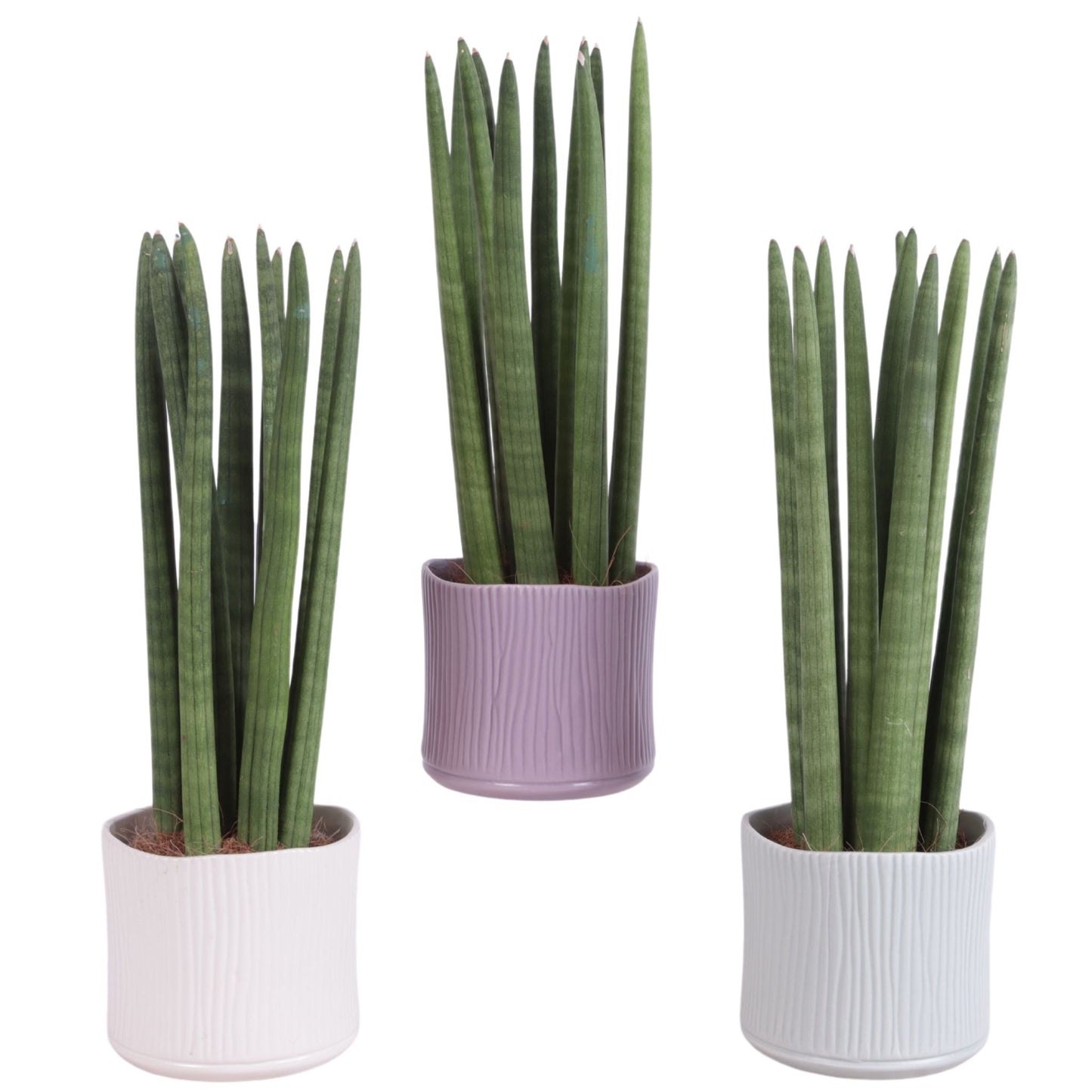 Sansevieria cylindrica 35cm 13cm Pot