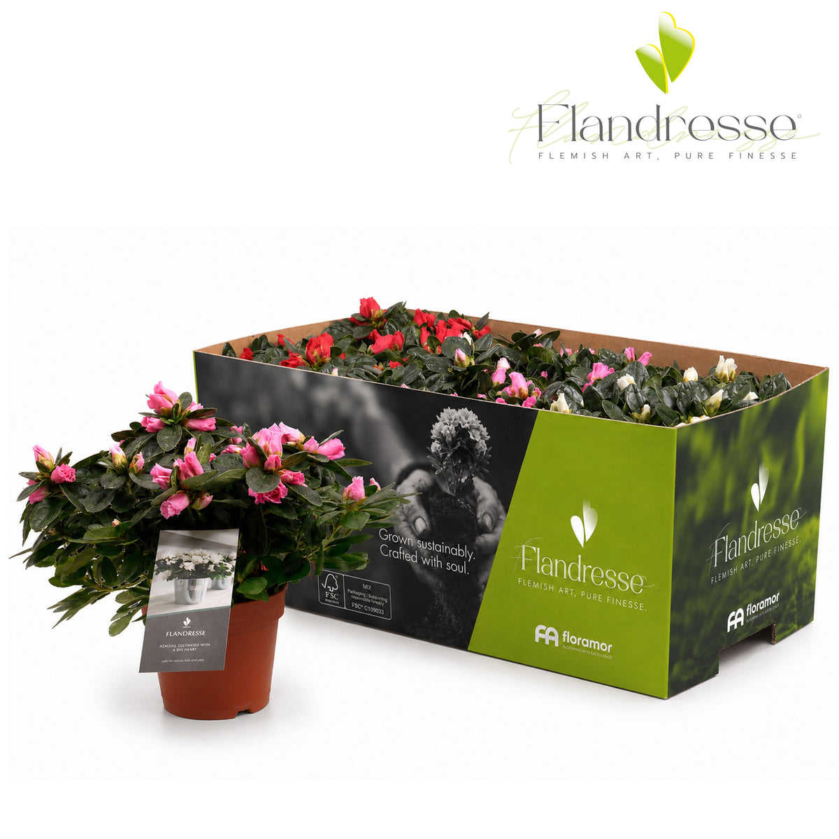 Rhododendron simsii mix 25cm 12cm Pot