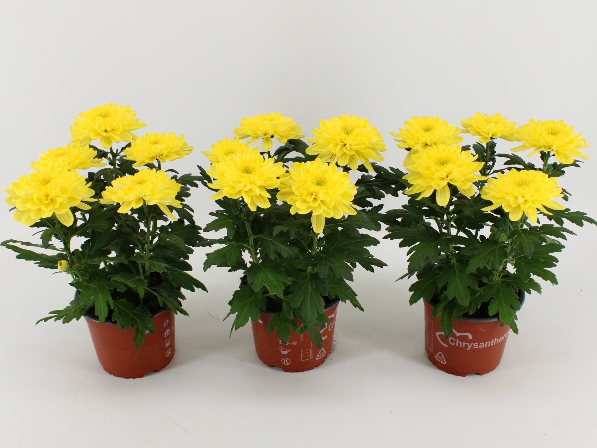 Chrysanthemum Zembla yellow 33cm 15cm Pot