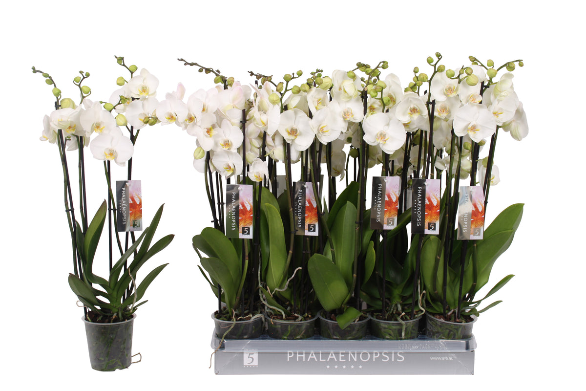 Phalaenopsis white 55cm 12cm Pot