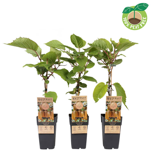 Actinidia del. Hayward 50cm 15cm Pot