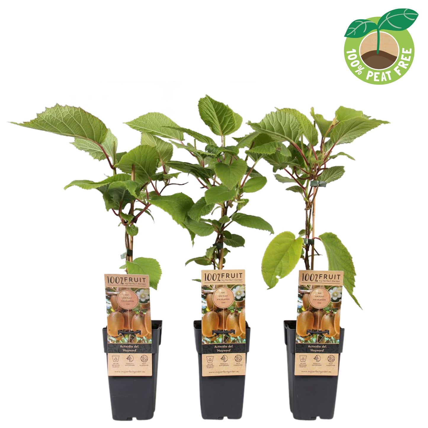 Actinidia del. Hayward 50cm 15cm Pot