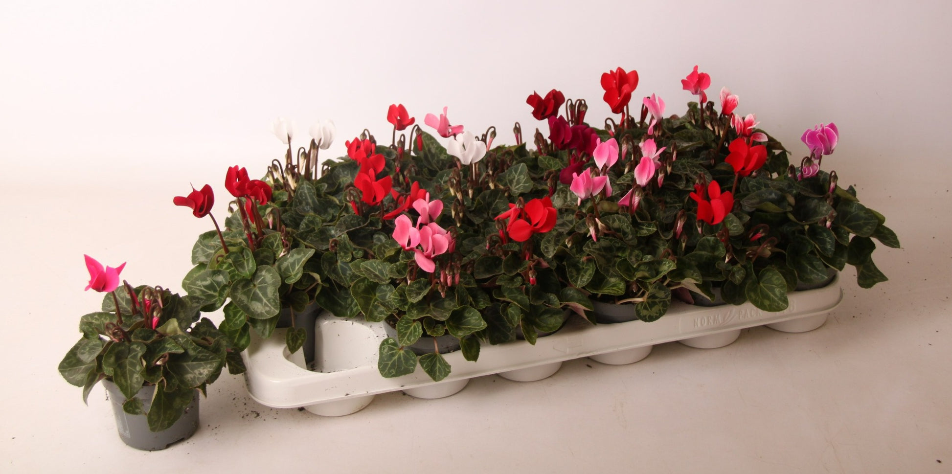 Cyclamen Verano Mix 16cm 9cm Pot