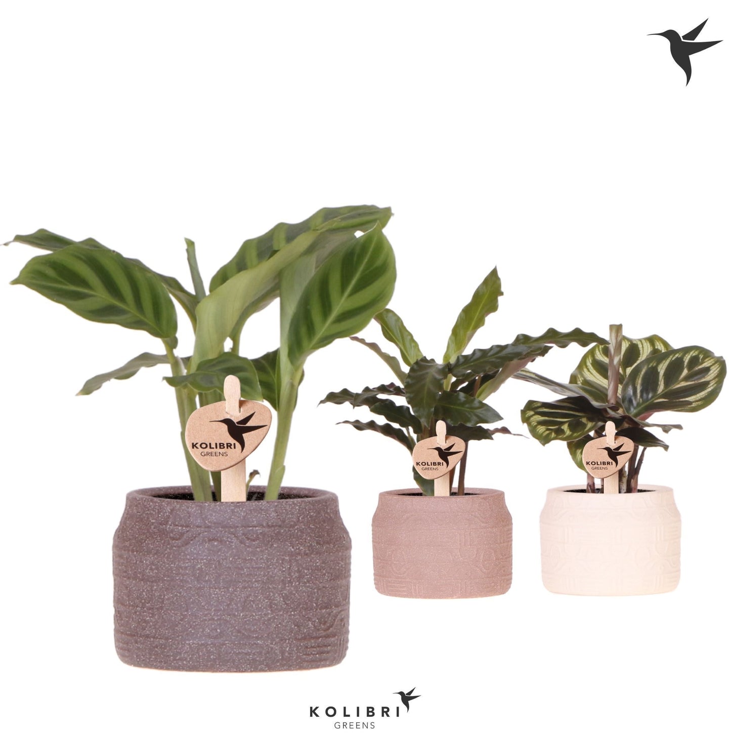 Calathea mix 19cm 6cm Pot
