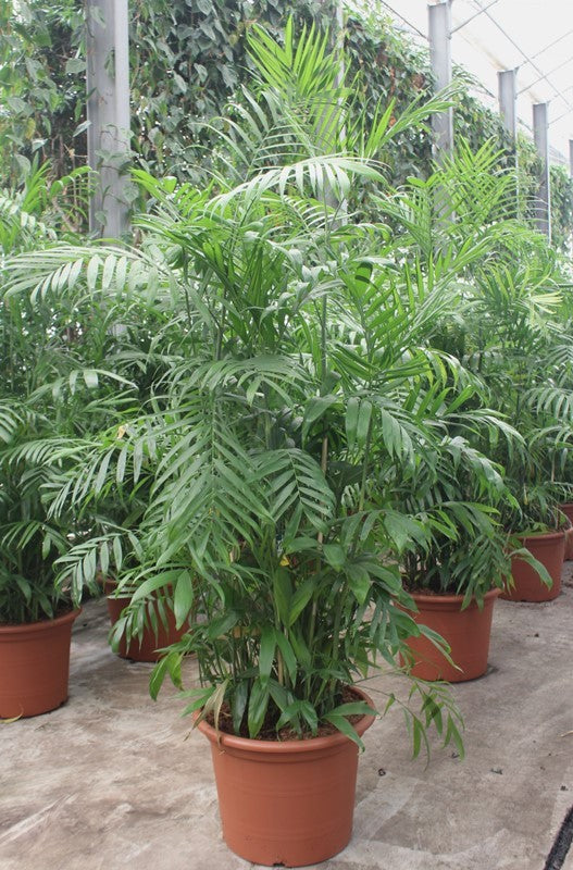 Chamaedorea seifrizii 240cm 55cm Pot