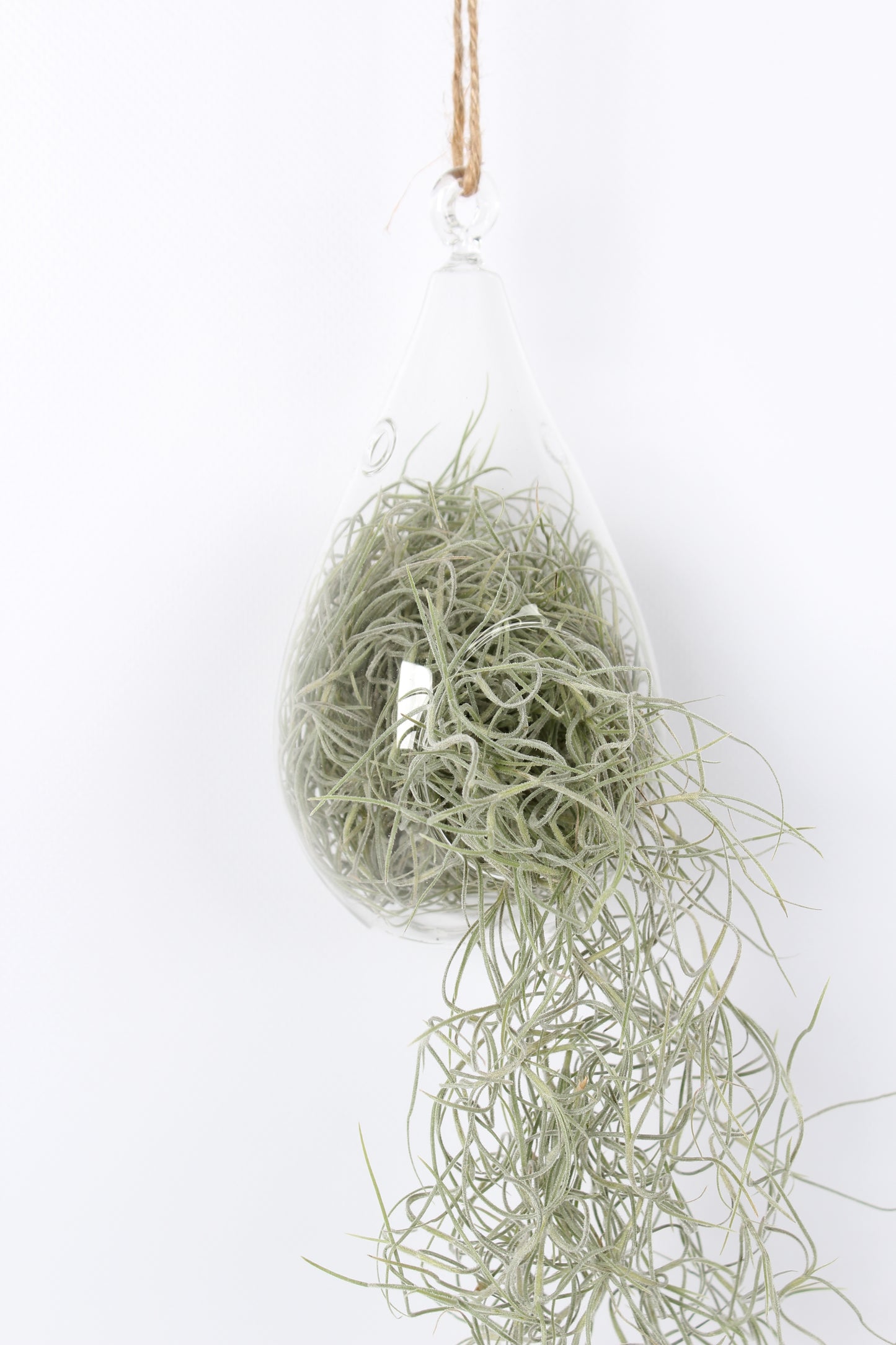 Tillandsia usneoides 50cm 999cm Pot