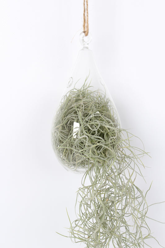 Tillandsia usneoides 50cm 999cm Pot