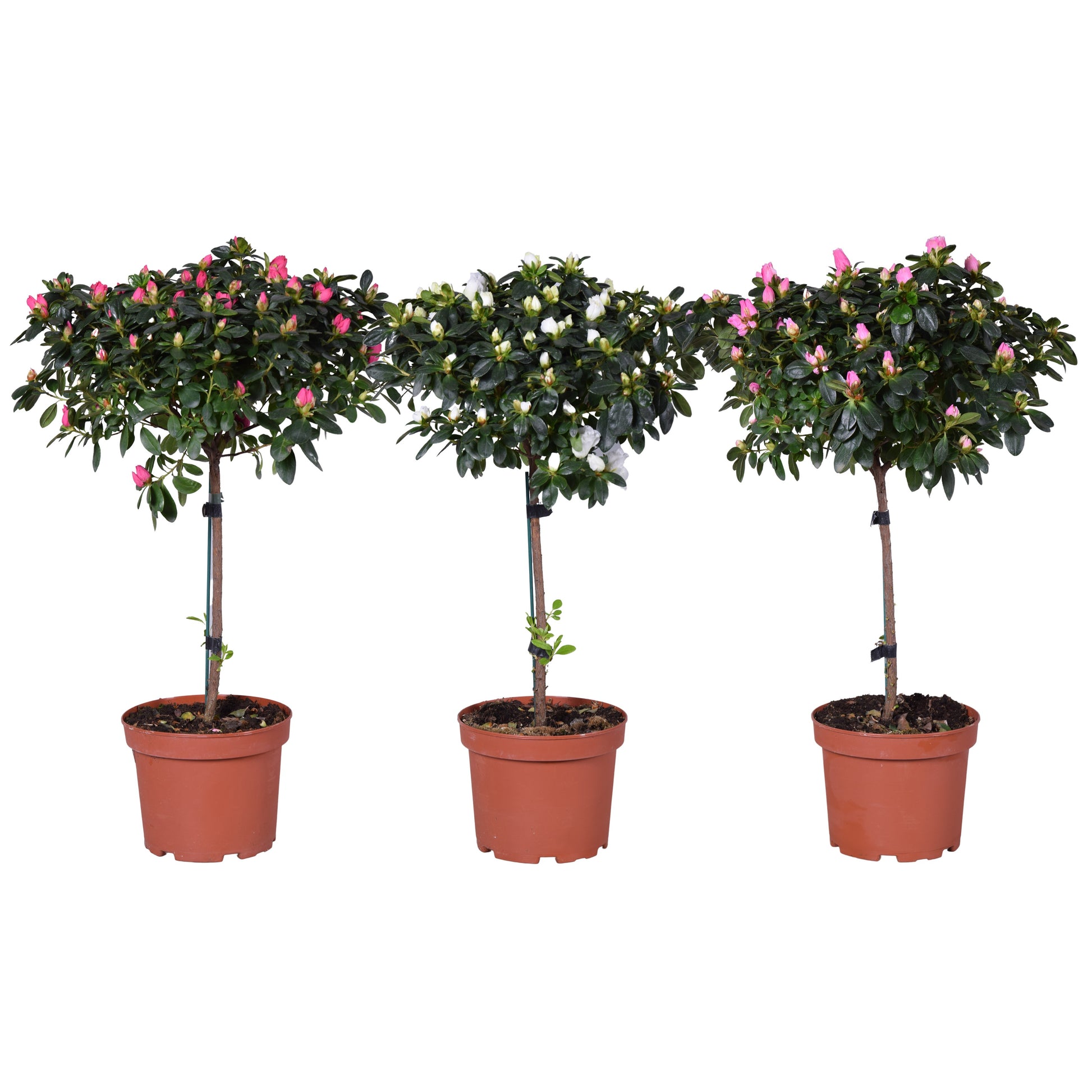 Rhododendron Bloombux 65cm 19cm Pot