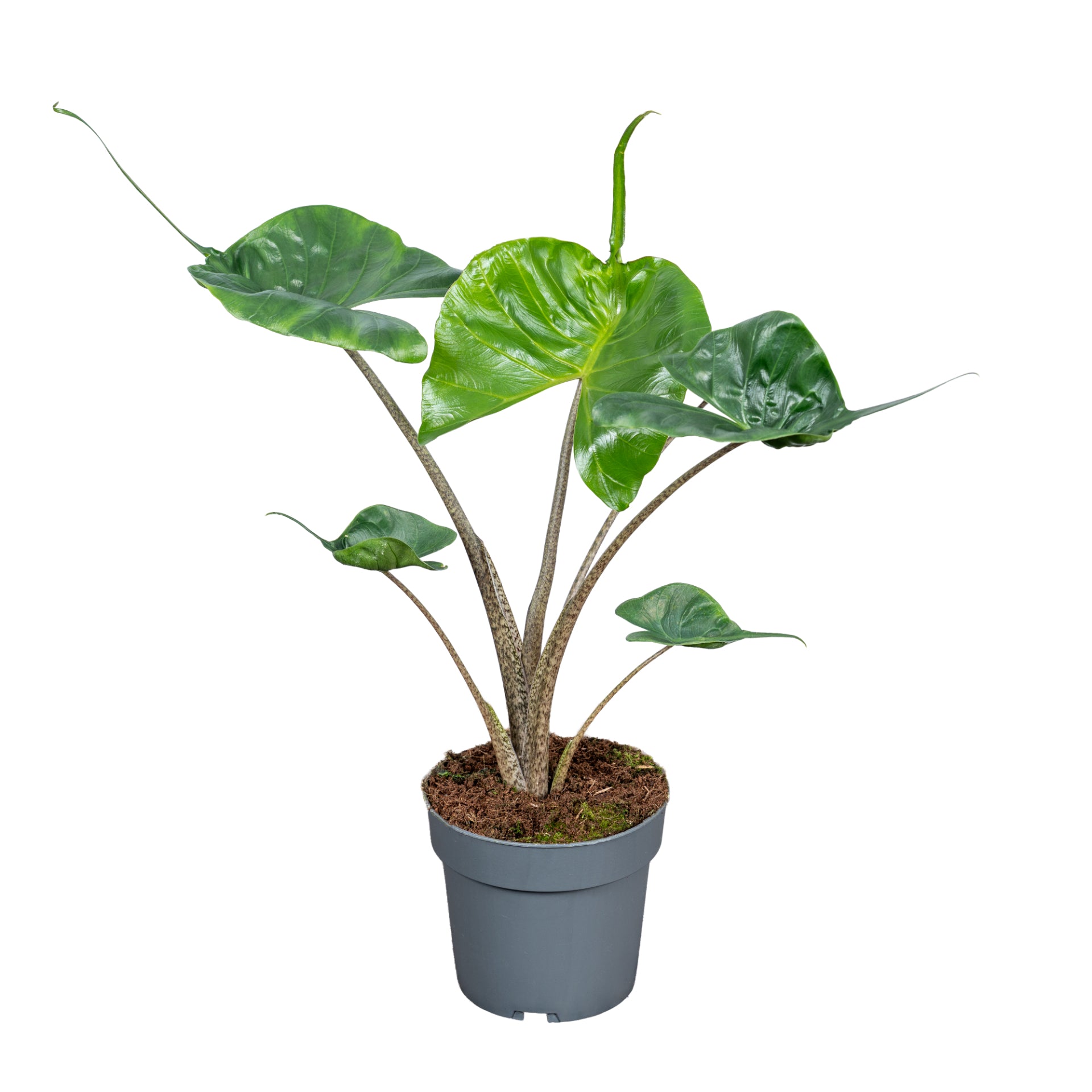 Alocasia Stingray 50cm 14cm Pot