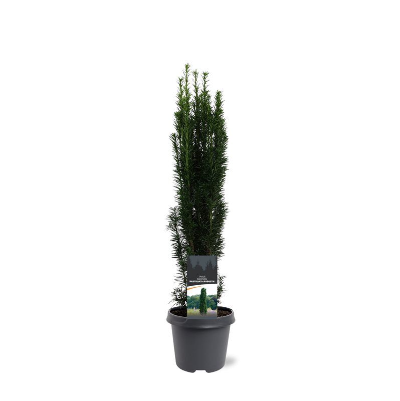 Taxus Fastigiata Robusta 70cm 23cm Pot