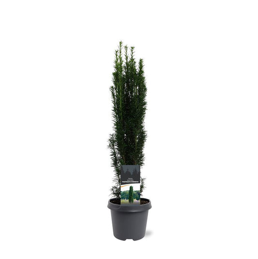 Taxus Fastigiata Robusta 70cm 23cm Pot