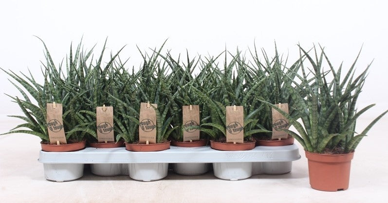 Sansevieria Fernwood 30cm 510cm Pot