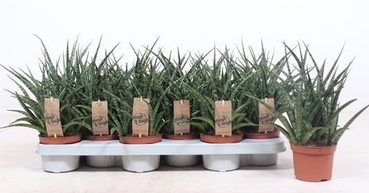 Sansevieria Fernwood Punk 30cm 10.5cm Pot