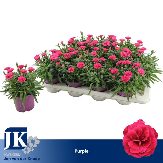 Dianthus Oscar Purple Wings 22cm 12cm Pot