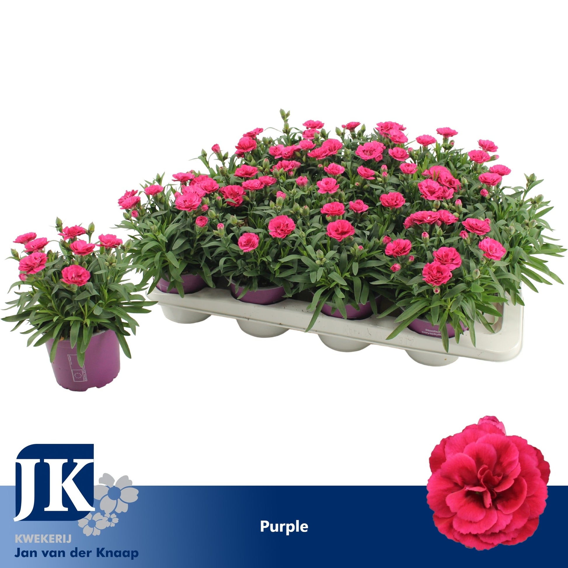 Dianthus Oscar Purple Wings 22cm 12cm Pot