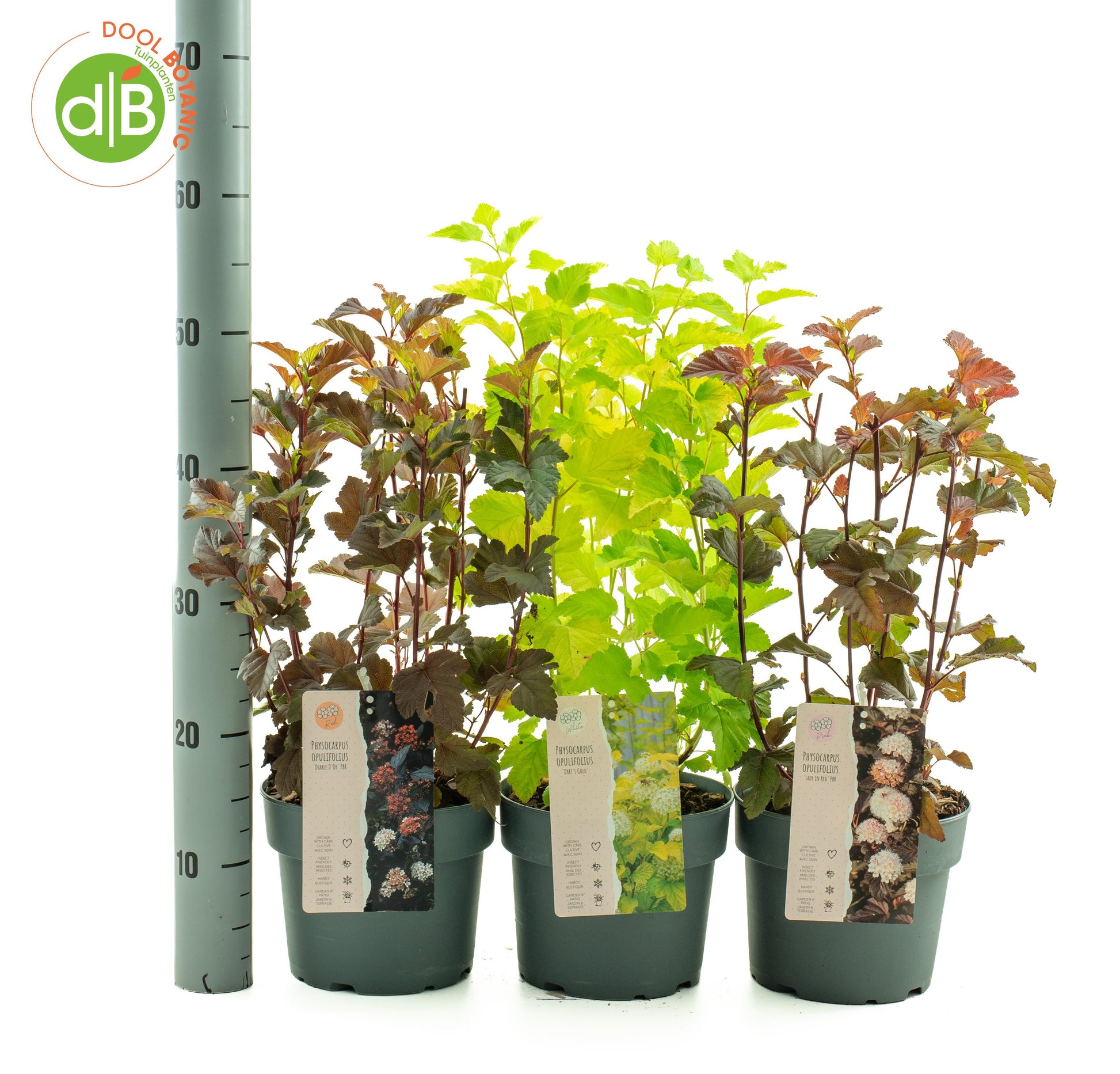 Dool Botanic Physocarpus mix Pack of 1