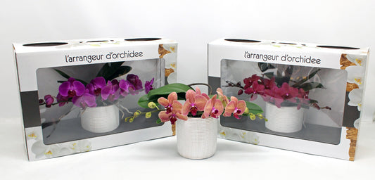 Phalaenopsis mix 35cm 12cm Pot