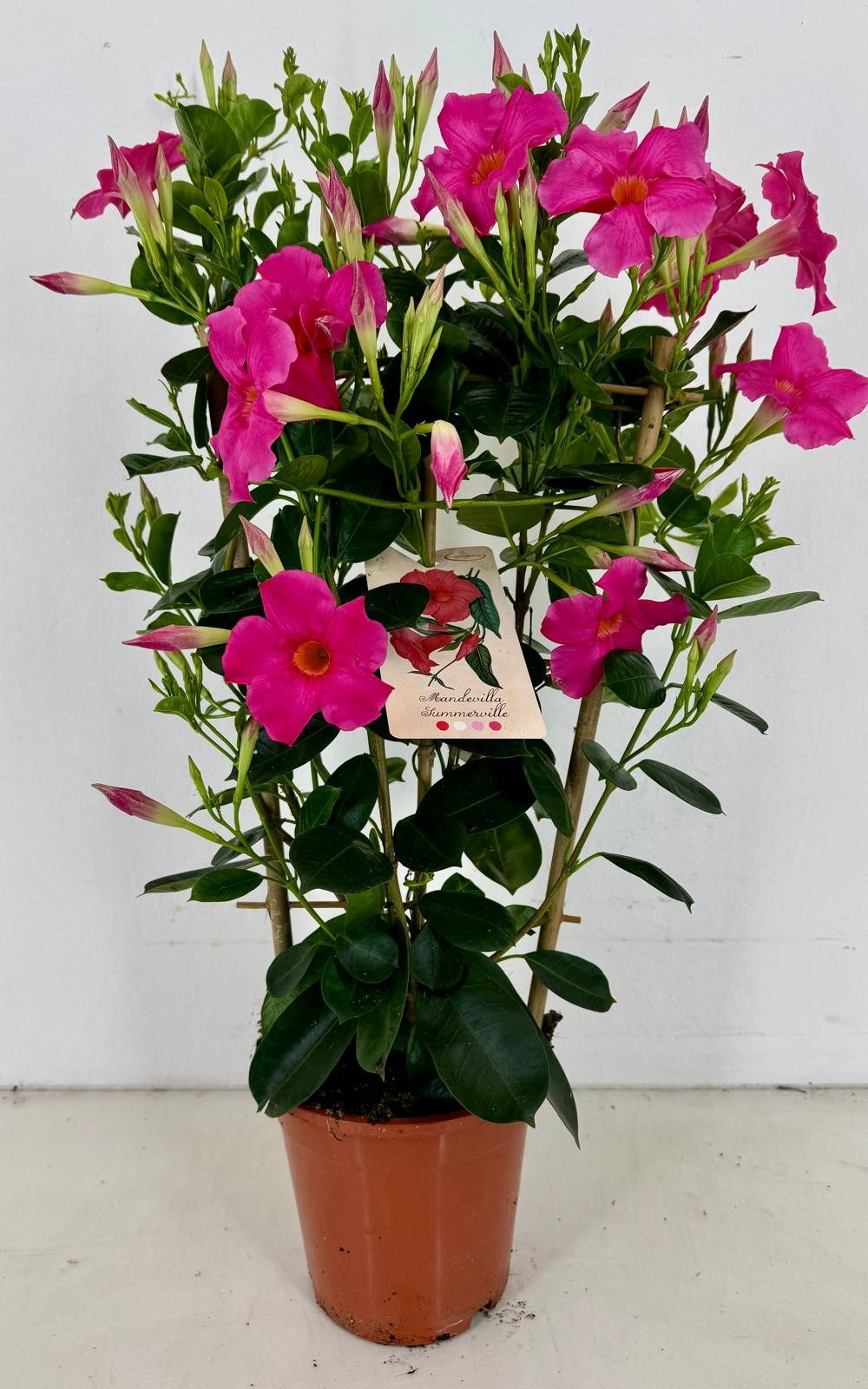 Mandevilla Early Pink 65cm 19cm Pot